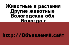 Животные и растения Другие животные. Вологодская обл.,Вологда г.